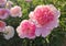 Large big peony flower with large petals of pink crimson red color with stamens