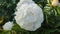 Large big peony flower with large petals white color with green leaves close-up