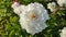 Large big peony flower with large petals white color with green leaves close-up