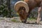 A Large Bighorn Sheep Ram in the Mountains