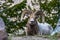 A Large Bighorn Sheep Ram in the Mountains