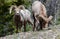 Large Bighorn Sheep Rams in the Mountains