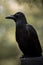 Large-billed crow