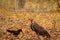 Large Billed Crow, Corvus macrorhynchos and Red Headed Vulture, Sarcogyps calvus