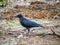 Large-billed crow in an empty field