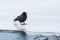 Large-Billed Crow on Ice