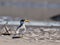 Large-billed Tern