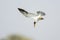 Large billed Tern diving