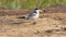 Large Billed Tern on a Sandbar in the River