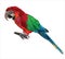 Large bird, colorful parrot macaw sitting on a brunch