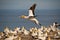 Large bird gannet colony