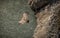 Large bird Griffon vulture flying above canyon Uvac, Serbia