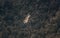 Large bird Griffon vulture flying above canyon Uvac, Serbia