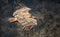 Large bird Griffon vulture flying above canyon Uvac, Serbia