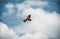 Large bird Griffon vulture flying high in the sky