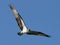Large Bird Osprey Flying