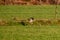 Large bird of prey flies above a ditch in a meadow and hunts for food. Shadow on grass. Majestic brown-feathered buzzard