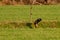 Large bird of prey flies above a ditch in a meadow and hunts for food. Shadow on grass. Majestic brown-feathered buzzard