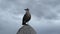 A large bird resting on a rock and looks around with a cloudy sky in the background.
