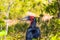 Large bird with shiny black plumage