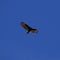 Large bird soaring in the blue sky