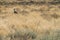 Large bird species known for Kori Bustard walking in namibia etosha pan.