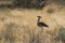 Large bird species known for Kori Bustard walking in namibia etosha pan.