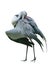 Large bird Wattled crane of the Gruidae Family in Walsrode Bird Park. Vertical. Isolated