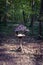 A large birdhouse for birds and rodents with a rope ladder stands on a wooden leg in the autumn park.