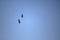 LARGE BIRDS IN FLIGHT AGAINST BLUE SKY