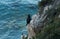 Large birds similar to cormorants cormorants sitting on coastal rocks