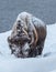 Large bison or buffalo, raises head from searching for grass in the snow