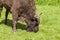 Large bison eats his meal, Bialowieza National Park