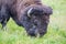 Large Bison Feeding in the Meadow.