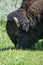 Large Bison Grazing