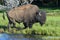 Large Bison just coming out of a cold stream.