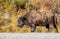 Large Bison walking next to the road, Alaskan Highway, Yukon, Canada