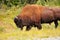 A large Bison walks on the side of a highway near the Yukon.