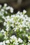 Large bitter-cress blossoms (Cardamine amara).