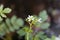 Large bitter cress Cardamine amara