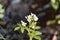 Large bitter cress Cardamine amara