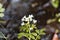 Large bitter cress Cardamine amara