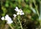 large bitter cress (Cardamine amara) blooming in spring