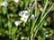 large bitter cress (Cardamine amara) blooming in spring