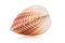 Large bivalve seashell isolated. Stacked photo