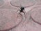 Large black ant mittting playing alls ant