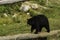 A large Black Bear in a grassy field