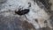 A large black beetle lies upside down on a gray white surface and tries to roll over on its paws