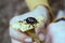 A large black beetle on a yellow edible mushroom