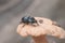 A large black beetle on a yellow edible mushroom